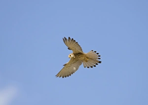 Lesser Kestrel - adult female - in flight hovering Lesser Kestrel - adult female - in flight hovering