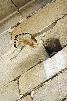 Lesser Kestrel - female landing at nest entrance in church Lesser Kestrel - female landing at nest entrance in church