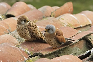Lesser Kestrel - male and female Lesser Kestrel - male and female