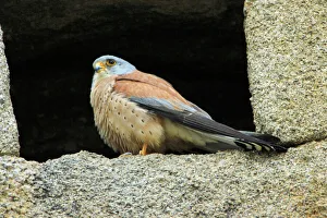 Lesser Kestrel - male, at nest entrance in church wall Lesser Kestrel - male, at nest entrance in church wall