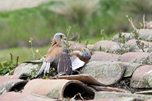 Lesser Kestrel - two males fighting Lesser Kestrel - two males fighting
