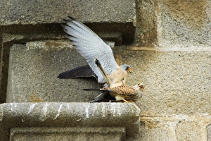 Lesser Kestrel - pair copulating on church masonry Lesser Kestrel - pair copulating on church masonry