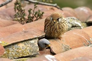 Lesser Kestrel - pair with male leaving nest in roof Lesser Kestrel - pair with male leaving nest in roof