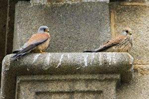 Lesser Kestrel - pair resting on church masonry Lesser Kestrel - pair resting on church masonry