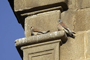 Lesser Kestrel - pair on stone ledge of church Lesser Kestrel - pair on stone ledge of church