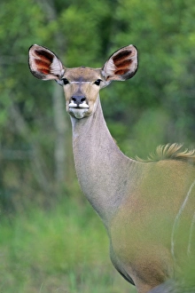 Lesser Kudu - Female, portrait Lesser Kudu - Female, portrait