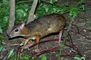Lesser Malay MOUSE DEER - Night active