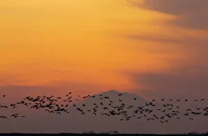 Avian Gallery: Lesser Sandhill Cranes - in flight - to roost at sunset - with Mount Diablo beyond