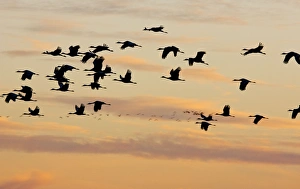 Lesser Sandhill Cranes - in flight - to roost at sunset Lesser Sandhill Cranes - in flight - to roost at sunset