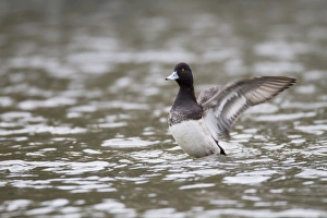Lesser Scaup - drake flapping wings - winter Lesser Scaup - drake flapping wings - winter