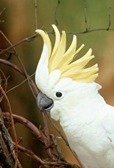 Lesser Sulphur-crested / Yellow-Crested COCKATOO