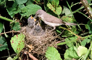 Images Dated 30th November 2010: Lesser Whitehroat - female at nest feeding young