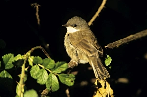 Lesser WHITETHROAT - Juvenile Lesser WHITETHROAT - Juvenile