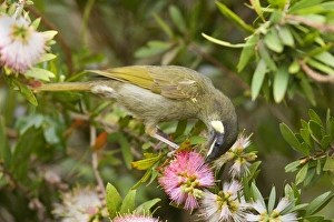Lewins Honeyeater - adult sits on a Bottle Brush bush sucking nectar from the blossoms Lewins Honeyeater - adult sits on a Bottle Brush bush sucking nectar from the blossoms