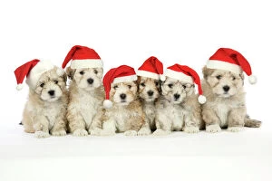 Images Dated 23rd June 2008: Lhasa Apso cross Shih Tzu Dog - 7 weeks old puppies wearing Christmas hats