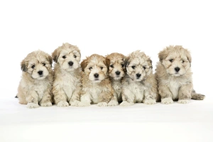 Lhasa Apso cross Shih Tzu Dogs - 7 weeks old puppies Lhasa Apso cross Shih Tzu Dogs - 7 weeks old puppies