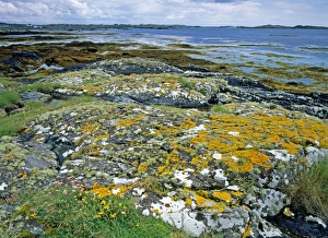 Lichen covered rocks and seashore at Aillebrock, Nr Clifden, Connemara, Eire Lichen covered rocks and seashore at Aillebrock, Nr Clifden, Connemara, Eire