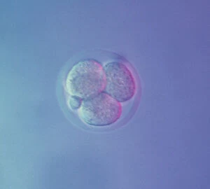 Light Micrograph of Mouse Embryo at Four Cell Stage