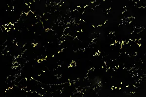lightning bugs / fireflies at night - Tanjung Puting lightning bugs / fireflies at night - Tanjung Puting