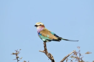 Lilac-breasted Roller - perched on dead branch Lilac-breasted Roller - perched on dead branch