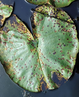 lily beetle damage to lily leaf lily beetle damage to lily leaf