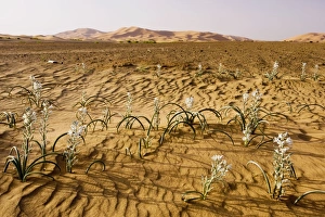 Lily family, in the high Erg Chebbi sand dunes, Moroccan Sahara Desert Lily family, in the high Erg Chebbi sand dunes, Moroccan Sahara Desert