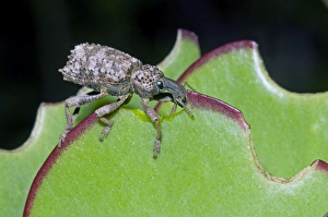 Lily Weevil - feeding on leaves of Pigs Ears (Cotyledon orbiculata) Lily Weevil - feeding on leaves of Pigs Ears (Cotyledon orbiculata)
