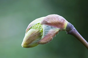 Lime - Basswood bud Lime - Basswood bud