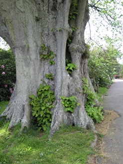 Lime Tree base - Next to footpath Lime Tree base - Next to footpath