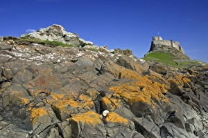 Lindisfarne, Holy Island - view of moon, castle and lichen covered rocks Lindisfarne, Holy Island - view of moon, castle and lichen covered rocks