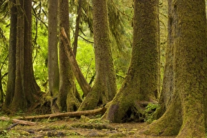 Line of conifers that have grown on a fallen nurse tree in temperate rain forest Line of conifers that have grown on a fallen nurse tree in temperate rain forest