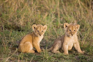 Lions Gallery: Lion - 4 week old cubs
