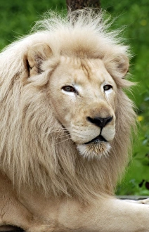 <b class=qtipBold><figcaption>Lion - blonde variant</figcaption></b><br>PM-10730 Lion - blonde variant Panthera leo Pat Morris Please note that prints are for personal display purposes only and may not be reproduced in anyway.<br><em>© Pat Morris/ ardea.com</em> Lion - blonde variant