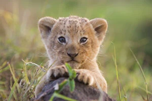 Lions Gallery: Lion - cub