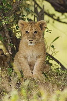 Lion cub (Panthera leo) in the bush, Maasai