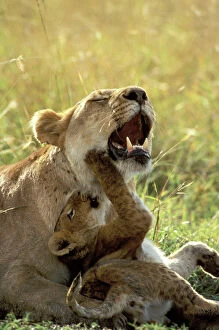 Lion Cub playing with mother