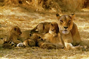 LION - Female / Lioness with suckling cubs