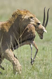 Images Dated 29th April 2007: Lion - with kill in mouth