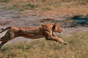 Lion - Lioness running