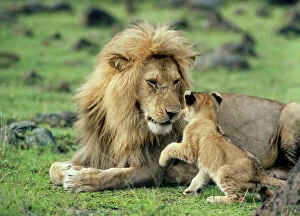 Images Dated 4th July 2008: Lion - male with cub