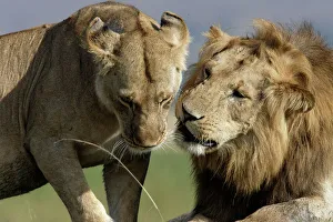 Lions Gallery: Lion