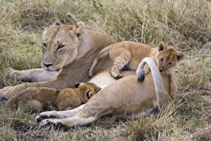 Images Dated 27th November 2005: Lion - mother with 7-8 week old cubs - Masai Mara Reserve - Kenya