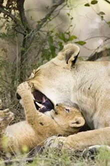 Images Dated 13th November 2005: Lion - mother grooming playful 5-6 week old cub