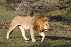 Images Dated 2nd October 2013: Lion (Panthera leo), Msai Mara, Kenya