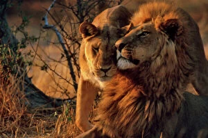 Wild Cat Gallery: Lions - Lioness greets male Lion