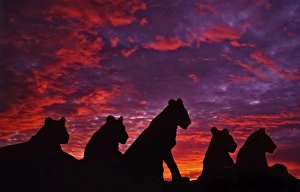 <b class=qtipBold><figcaption>Lions at Sunset</figcaption></b><br>CRH-984-m Lions at Sunset Moremi, Botswana Panthera leo Chris Harvey Please note that prints are for personal display purposes only and may not be reproduced in any way.<br><em>© Ardea 2007 - All Rights Reserved</em> Lions at Sunset