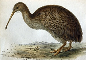 Lithographic Illustration: Brown Kiwi - from TZS 1835, original artwork by John & Lithographic Illustration: Brown Kiwi - from TZS 1835, original artwork by John &