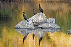 Little Black Cormorants - resting in exposed rocks in river Little Black Cormorants - resting in exposed rocks in river