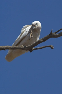 Little Corella - scratching head Little Corella - scratching head