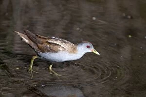 Little Crake - adult female - walking in shallow water